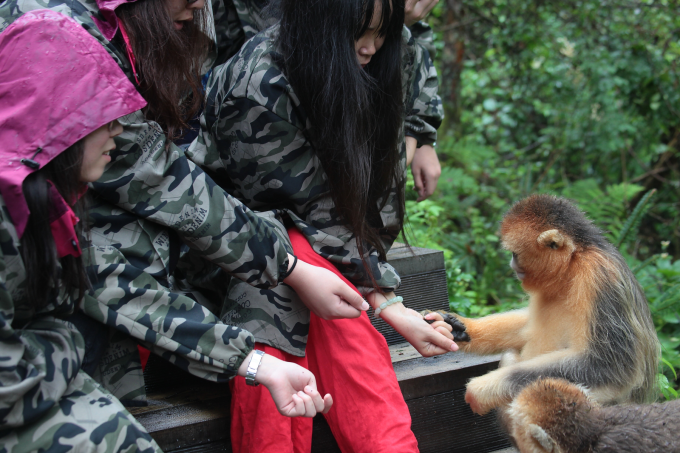 两只金丝猴跑来掰我们的手 两只金丝猴跑来掰我们的手